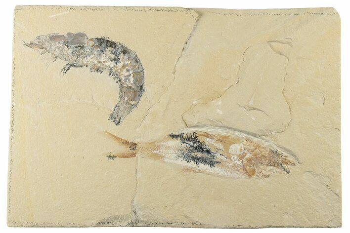 4.7" Cretaceous Fossil Fish (Sedenhorstia) and Shrimp- Hjoula, Lebanon